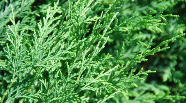 Close-up op de leylandii conifeer