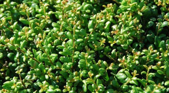 Close-up op Japanse hulst