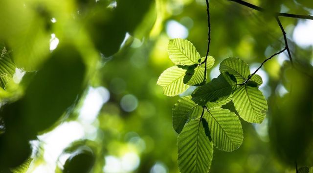 Haagplanten voor een hoge haag