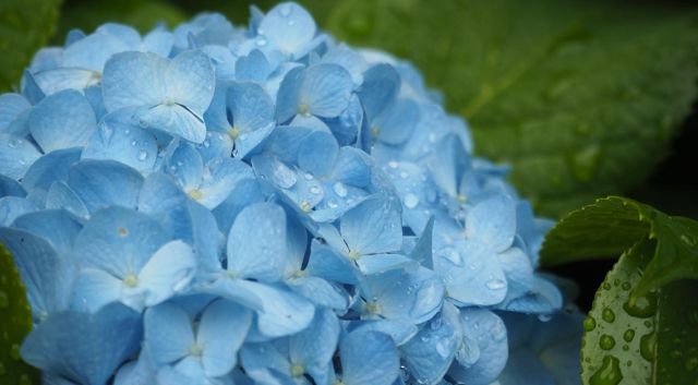 Haagplanten bij droog en nat zomerweer