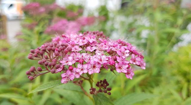 Japanse haagplanten in Belgische tuinen