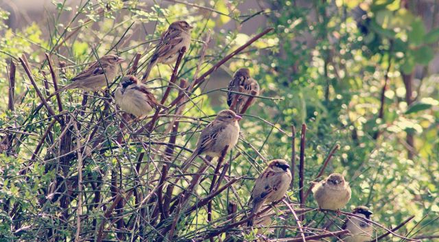 Ligusterhaag: een haag voor vogels
