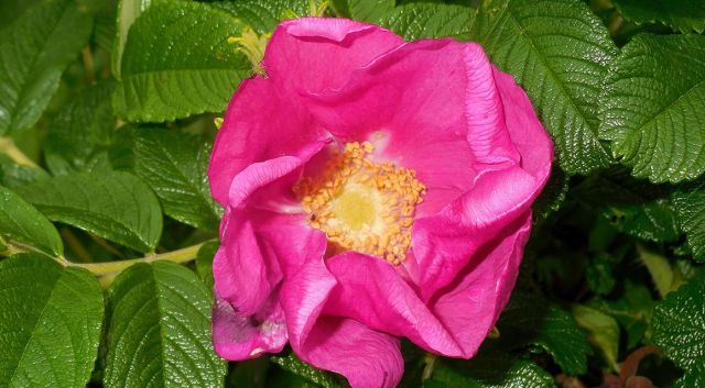 Rozen als haag