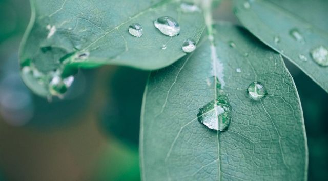 snoeien bij regenachtig weer 