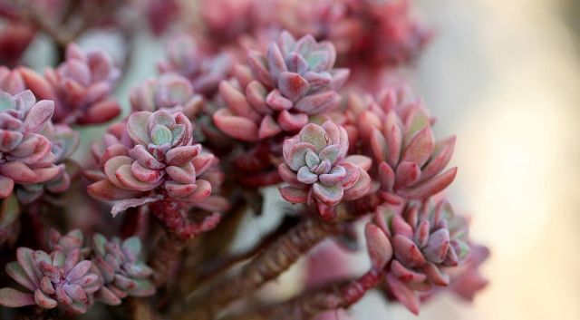 Wintergroene bodembedekkers