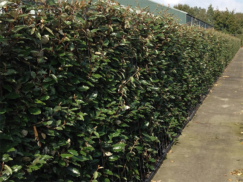 Elaeagnus olijfwilg haag met zilverachtige bladeren
