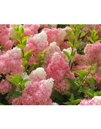 Pluimhortensia 'Vanille Fraise'