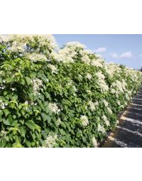 Klimhortensia