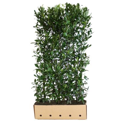 Laurier 'Caucasica'  Kant-en-klaar Hagen 180 cm Kant-en-klaar Hagen