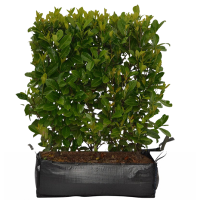 Laurier 'Rotundifolia'  Kant-en-klaar Hagen 160-170 cm Kant-en-klaar Hagen