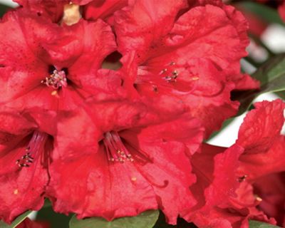 Rhododendron 'Red Jack'