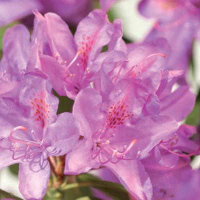 Rhododendron 'Roseum Elegans'