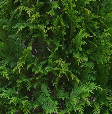 Gele Californische Cipres 'Stardust'