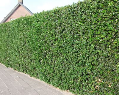 Hulst