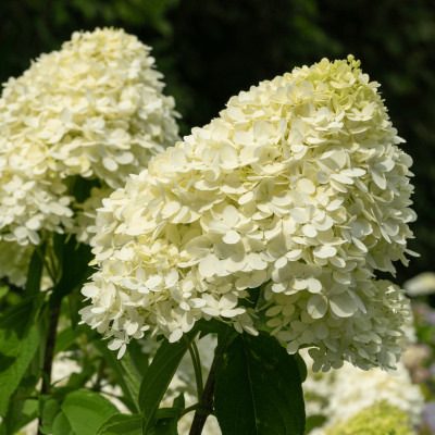 Pluimhortensia 'Candlelight'