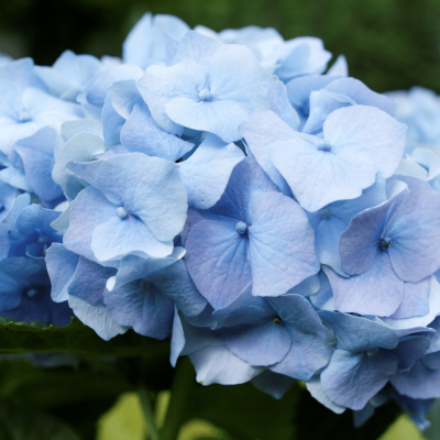 Hortensia 'Nikko Blue'