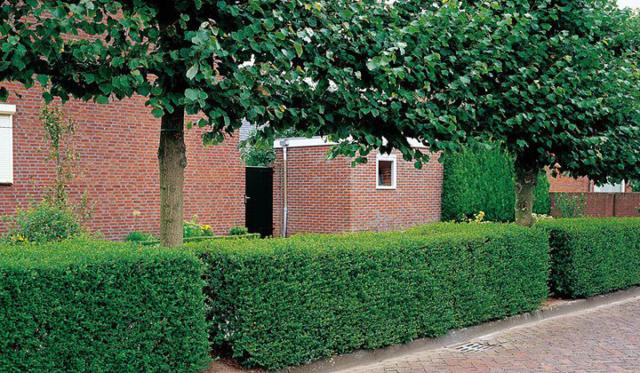 Planttips ligusterhaag