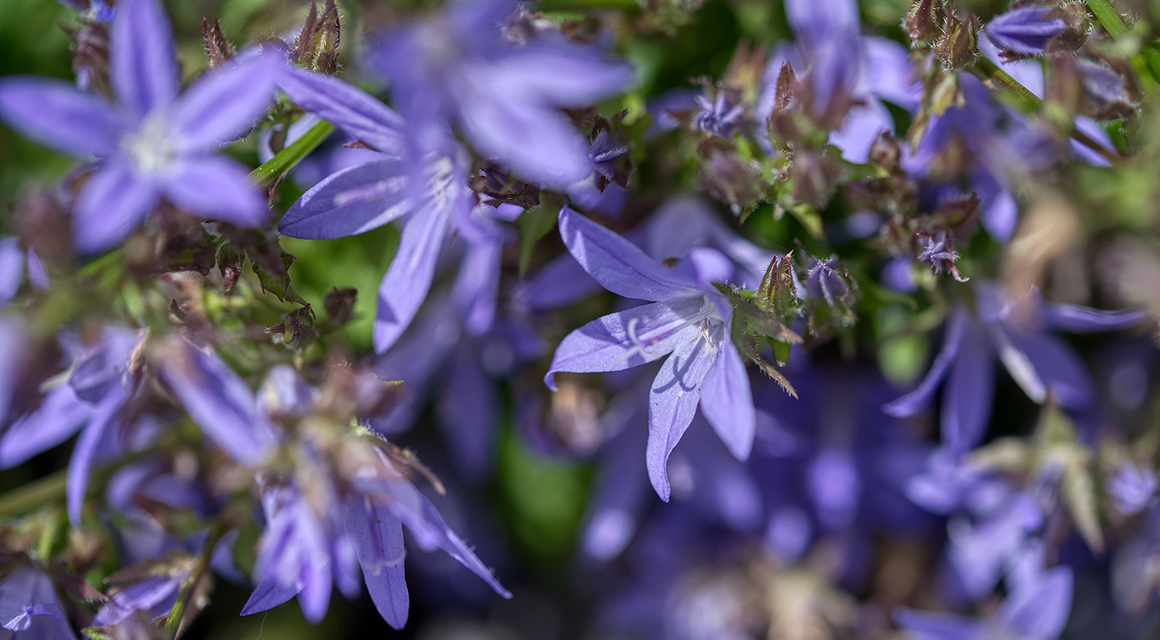 Bloemen in allerlei kleuren