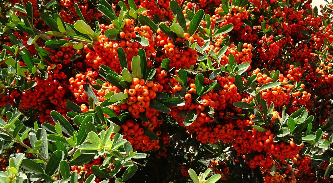 Bloemetjes en besjes