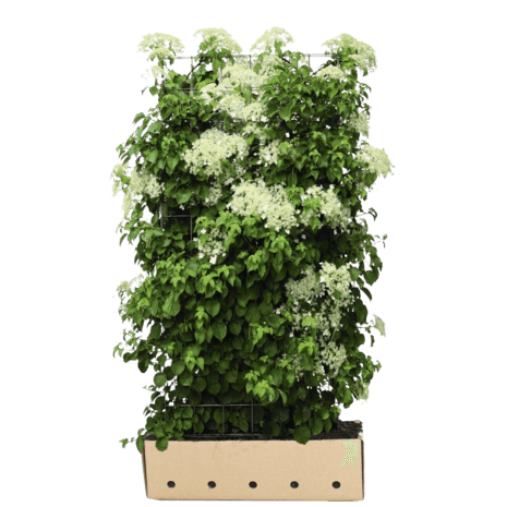 Hortensia moderne tuin