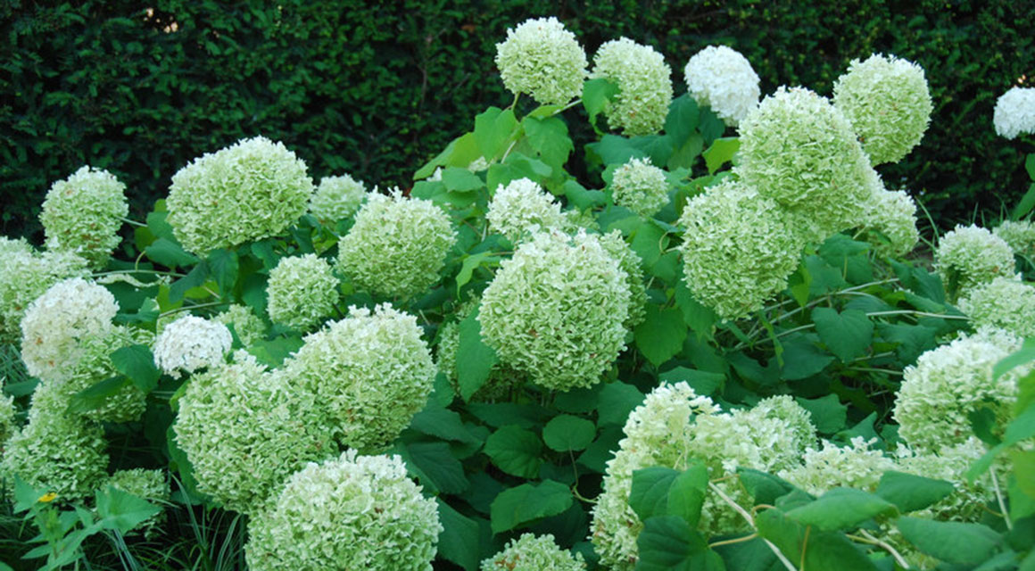 Hortensiahaag creëren