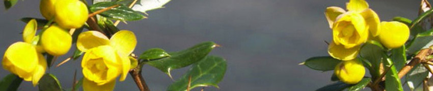 Berberis kopen Berberis kopen