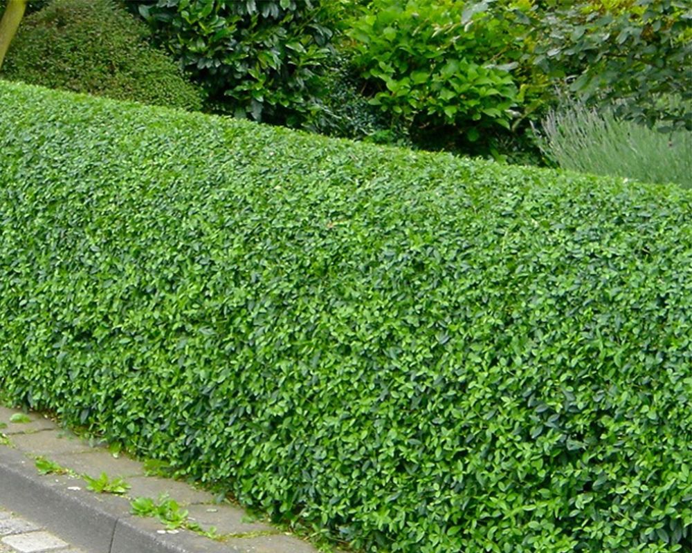 Ligusterhaag in Nederlandse tuin