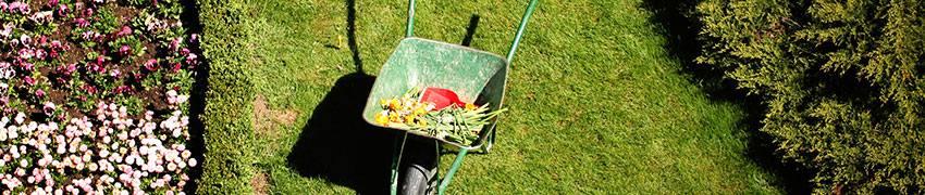 Tuinplanten