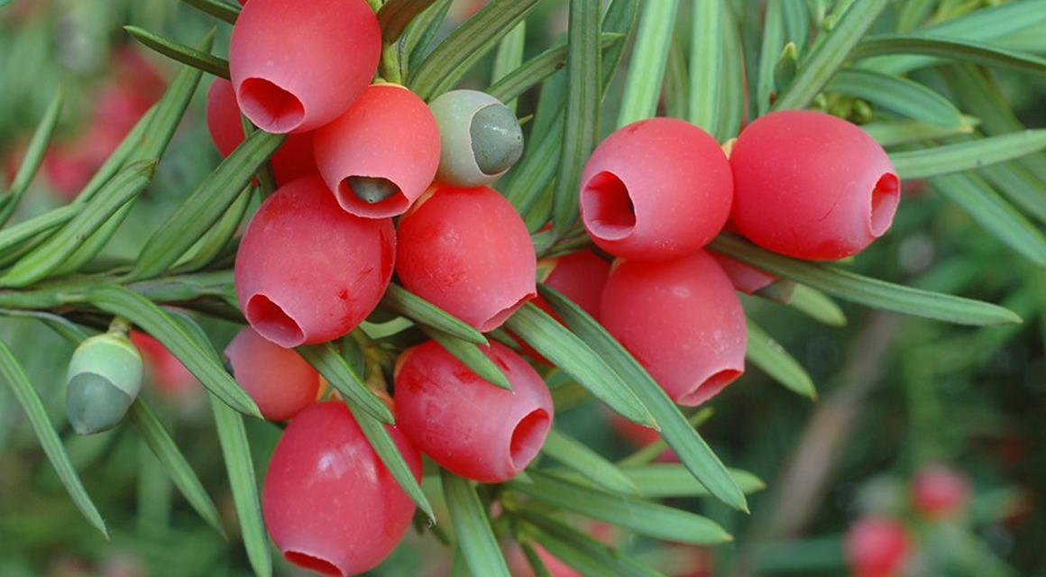 gemengde samenstellen taxus