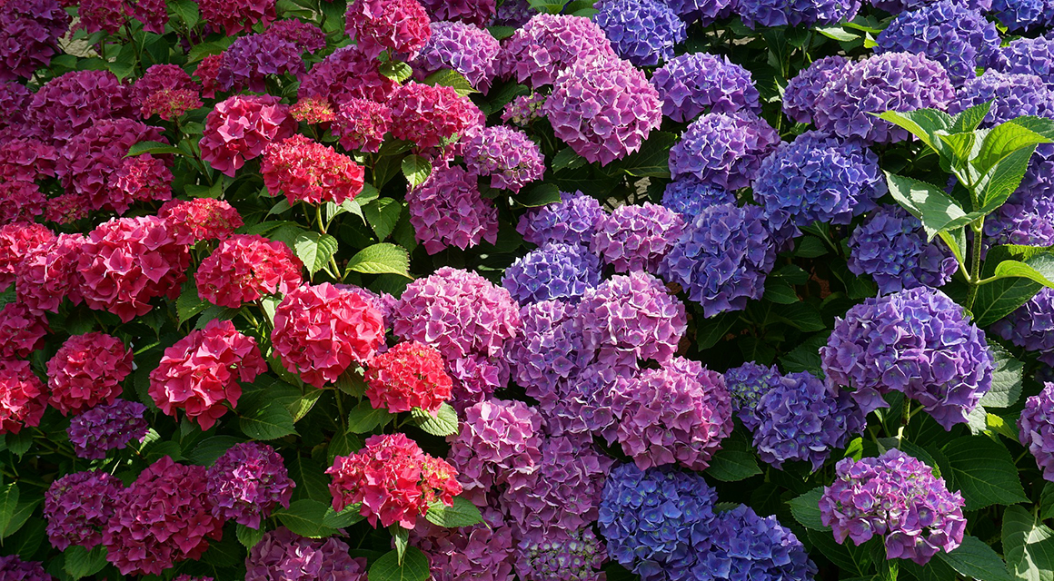 Hortensia ochtenddauw