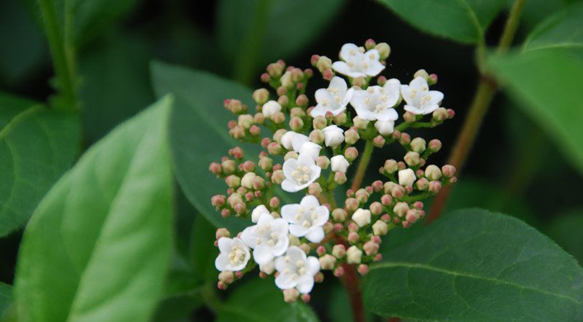 Haagplanten pot