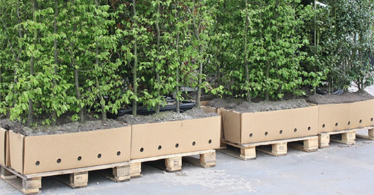 Kant-en-klaar haag planten