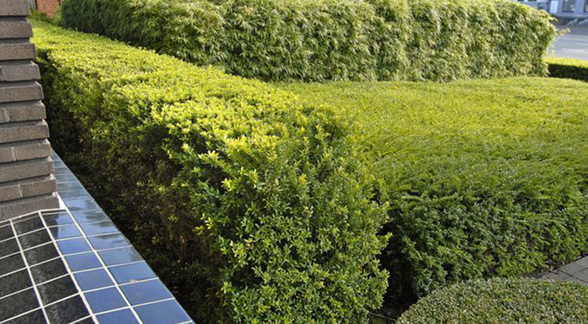 Japanse hulst kiezen als de buxus