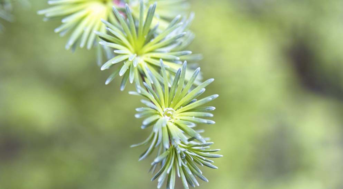 Japanse lariks