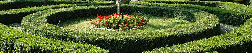 Afscheiding of decoratie haagplanten Afscheiding of decoratie haagplanten