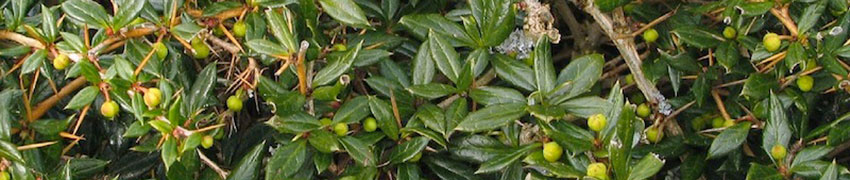 Haagplant berberis bestellen Haagplant berberis bestellen