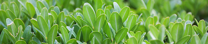 Buxushaag planten Buxushaag planten