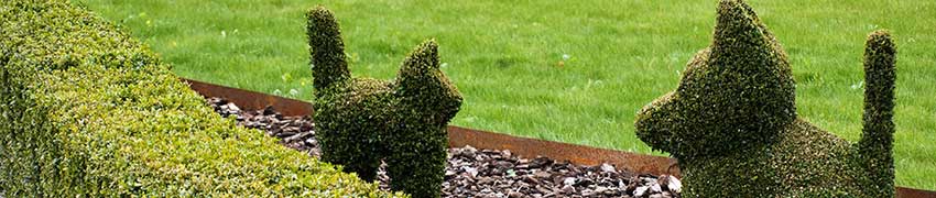 Buxushaag in de tuin