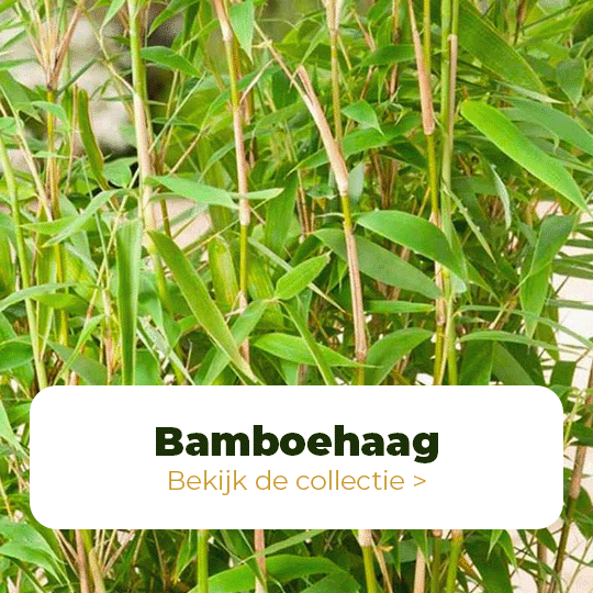 bamboe