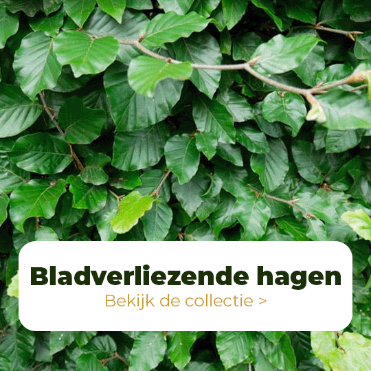 bladverliezende haagplanten