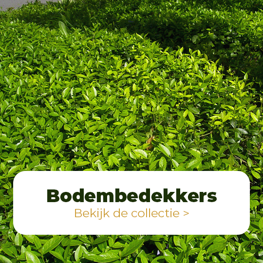 bodembedekkers