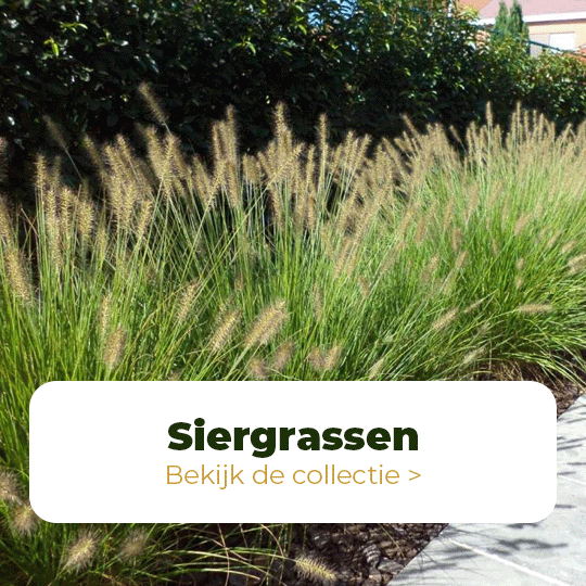 siergrassen