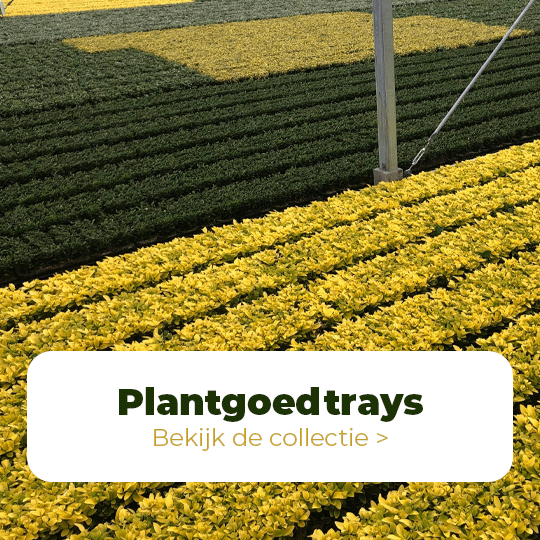Plantgoed Trays