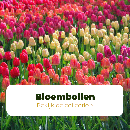 Bloembollen