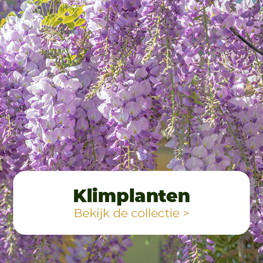 klimplanten