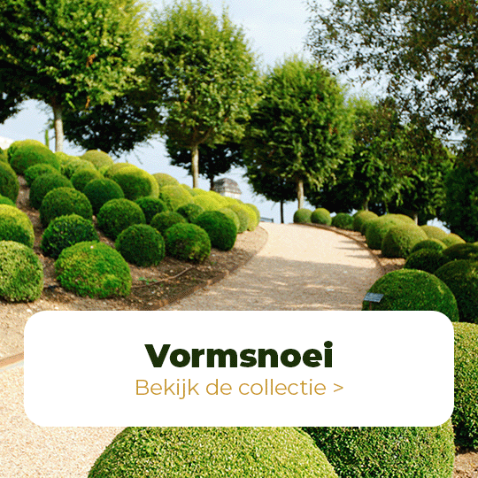 Vormsnoei