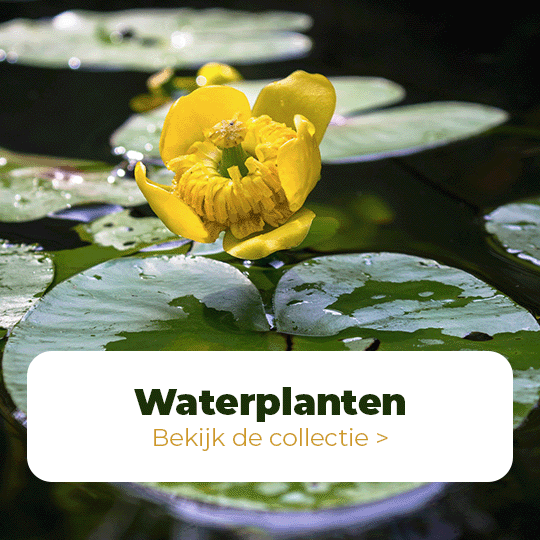 Waterplanten