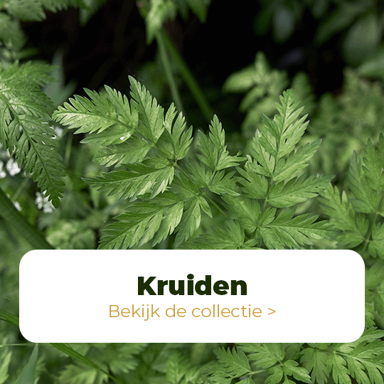 Kruiden