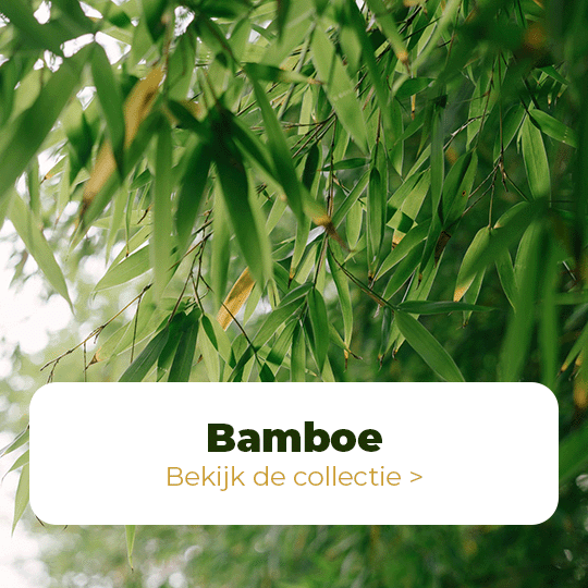 Bamboe Planten