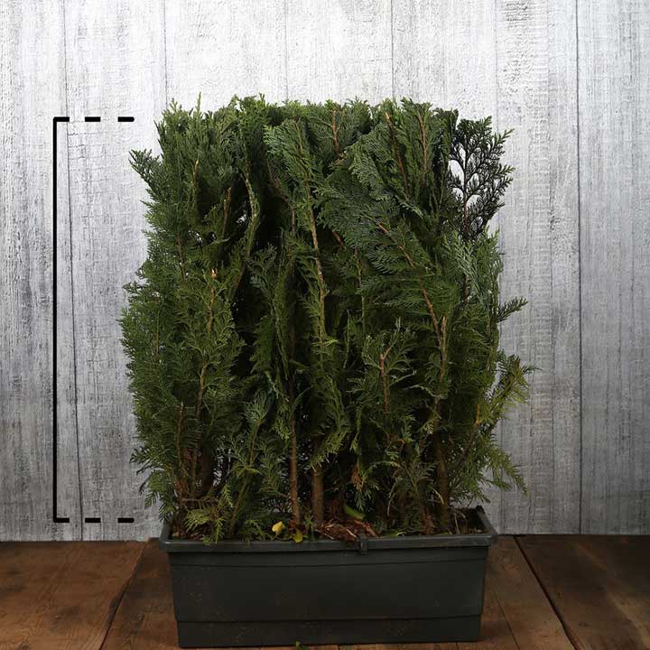 Coniferen leverbaar in pot Coniferen leverbaar in pot